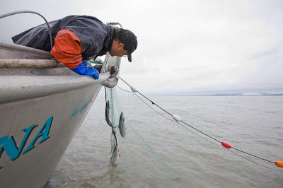 Part 3: Gill net fishing - Copper River Basin Sockeye - AlaskaPhotoGraphics