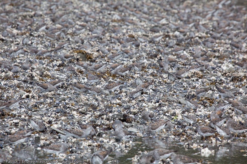 Surfbirds, perfectly camouglaged with the beach