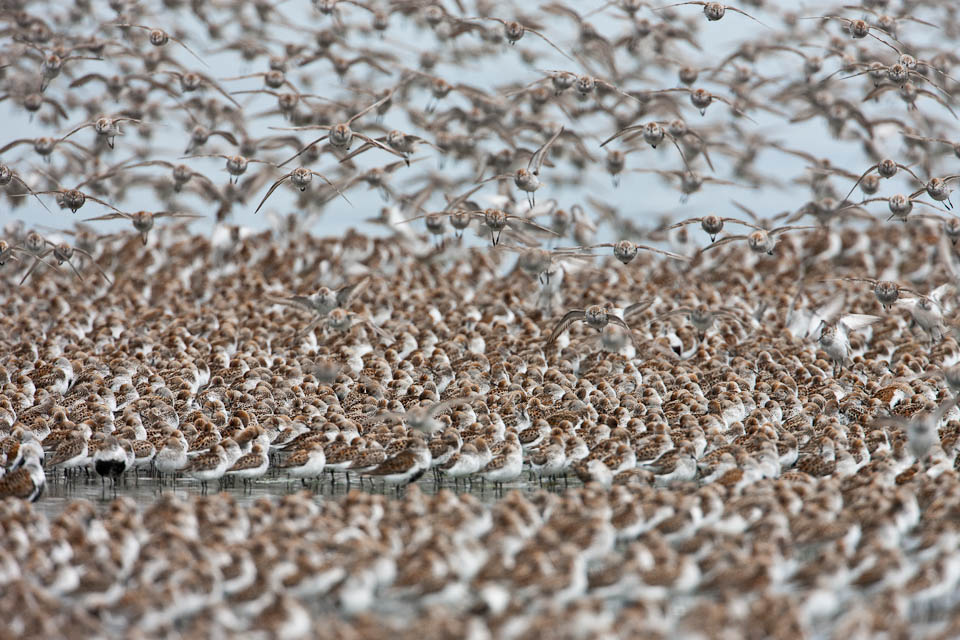 Shorebirds in Hartney Bay, Cordova, Alaska.