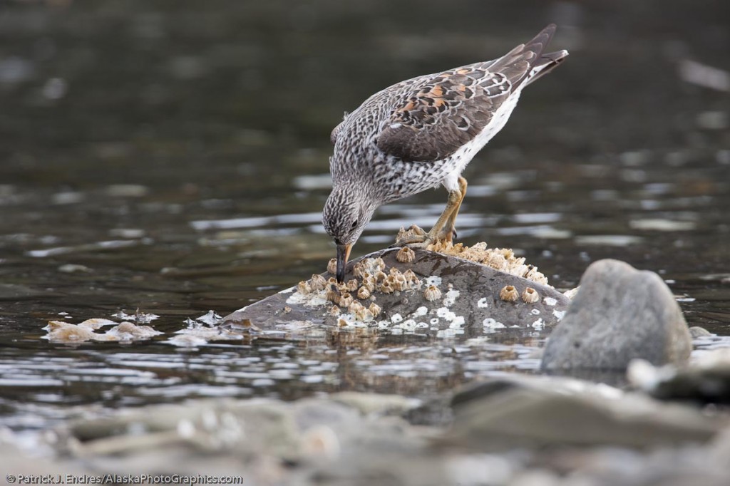 Surfbird feeding on small mussels