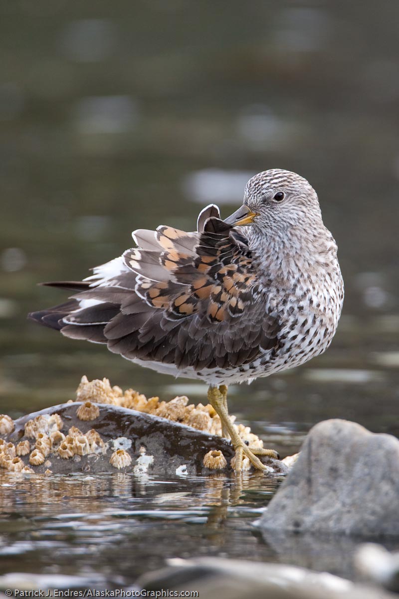 Surfbird preens feathers, Montague Island, Prince William Sound, Alaska