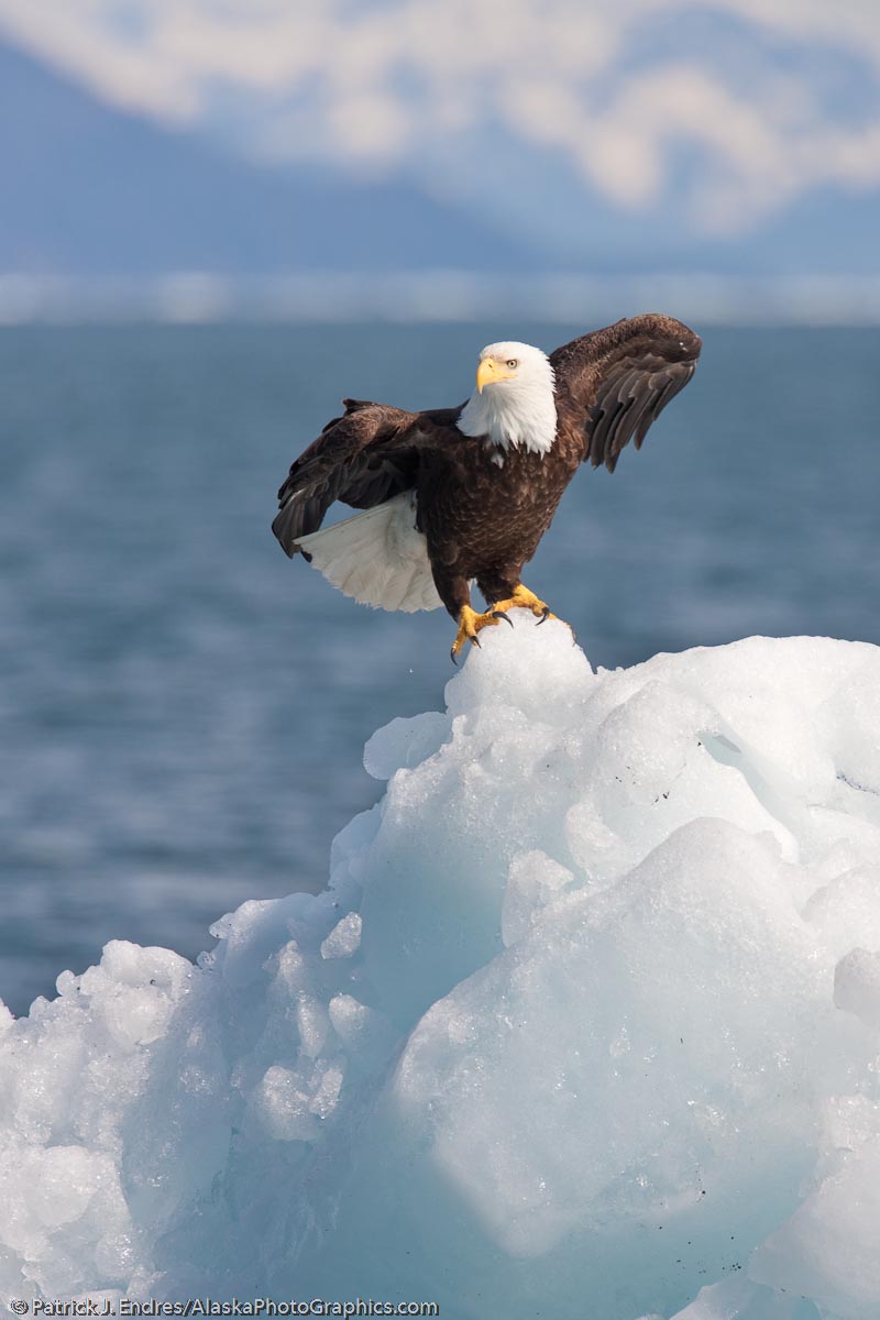 Bald eagle on a floating iceberg from Columbia glacier, Prince William Sound, Alaska. Canon 1Ds Mark III, 500 f4 IS with 1.4 (700mm) hand held, 1/800 sec @f8, ISO 200