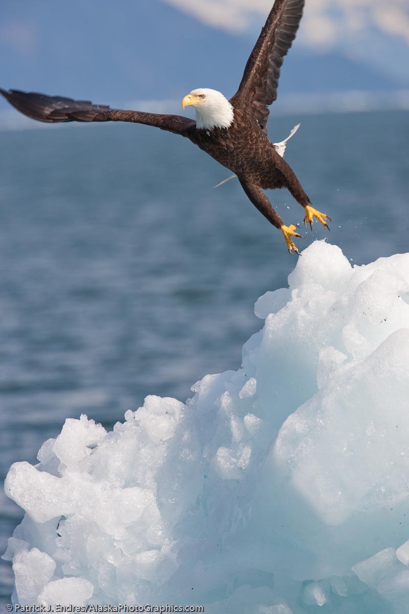 Bald eagle on a floating iceberg from Columbia glacier, Prince William Sound, Alaska. Canon 1Ds Mark III, 500 f4 IS with 1.4 (700mm) hand held, 1/800 sec @f8, ISO 200