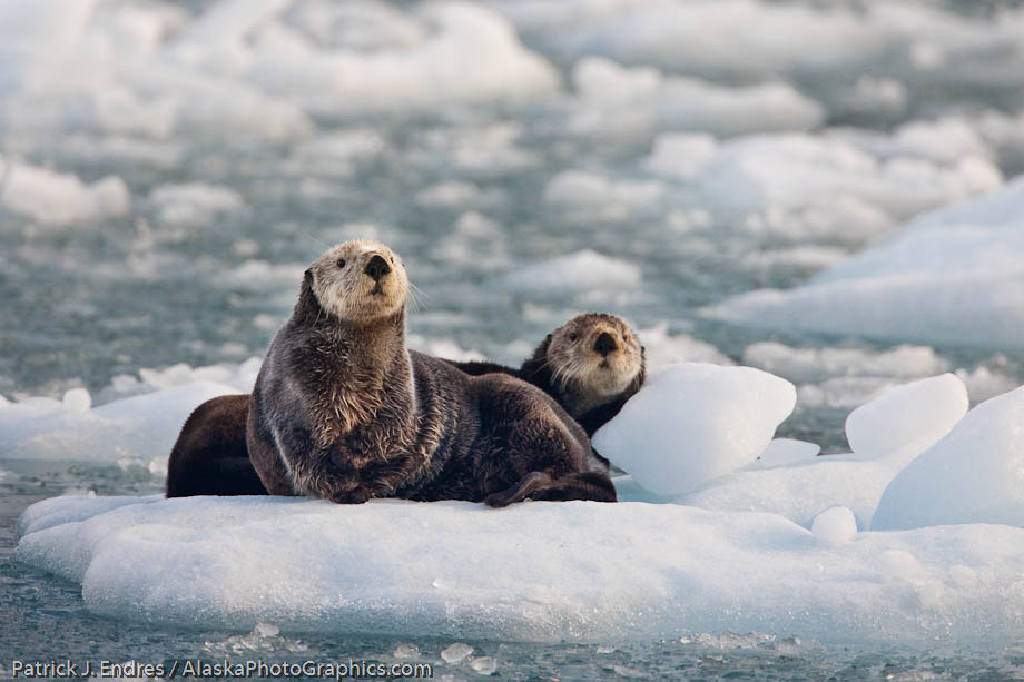 Sea otters on floating iceberg, Harriman Fjord, Prince William Sound, Alaska. Canon 1Ds Mark III, 500mm f4 IS, w/1.4x (700mm), 1/500 sec @ f5.6, ISO 800, hand held.