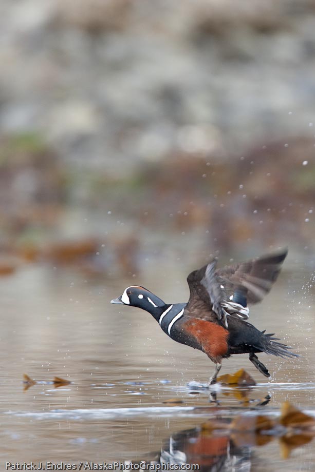 Harlequine duck, Prince William Sound, Alaska.  Canon 1Ds Mark III, 500mm f4 IS, w/1/4x (700mm) 1/1250 sec @ f6.3, ISO 800