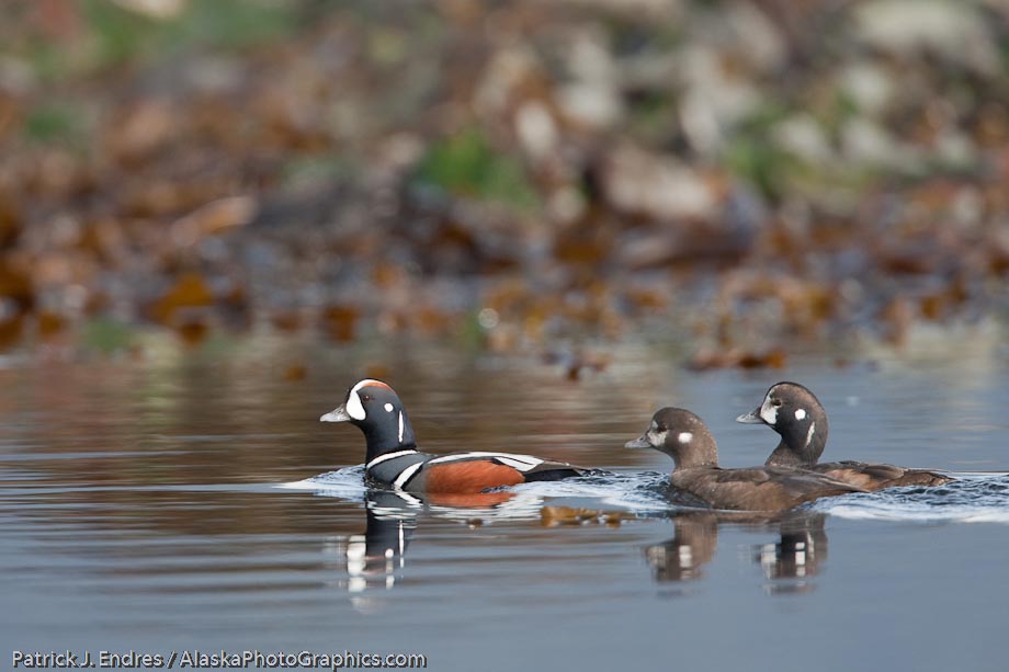 Harlequine duck, Prince William Sound, Alaska.  Canon 1Ds Mark III, 500mm f4 IS, w/1/4x (700mm) 1/1250 sec @ f6.3, ISO 800