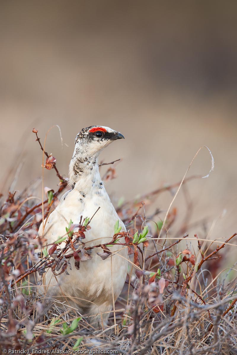 Rock ptarmigan, Gates of the Arctic National Park, Alaska. Canon EOS 5D Mark II, 500mm f4L IS, with 1.4x, 1/160 sec @ f5.6, ISO 400.