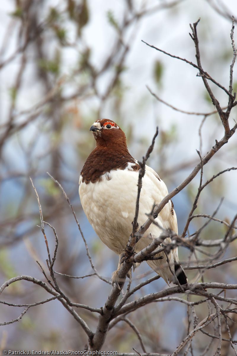 Willow ptarmigan, Gates of the Arctic National Park, Alaska. Canon 1Ds Mark III, 500mm f4L IS with 1/4x, 1/200 sec @ 5.6, ISO 400