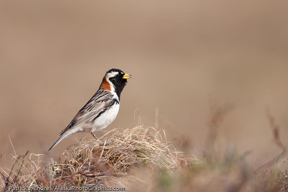 Lapland longspur sings on a tussock in Alaska arctic. Canon 5D Mark II, 500m with 1/4x (700mm) 1/500 sec @ f6.3, ISO 100.