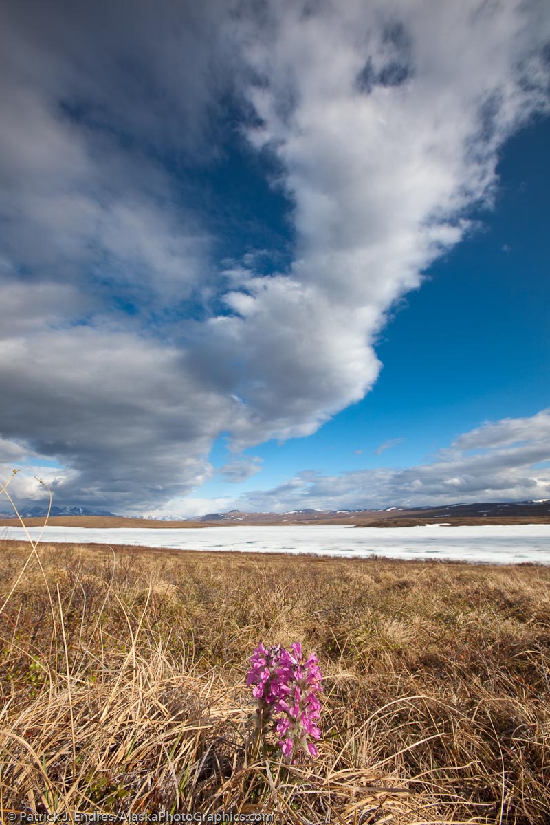 Wooly lousewort on the tussucks along the shore of Etivluk lake, National Petroleum Resreve, Brooks Range mountains, Alaska. Canon 5D Mark II, 16-35mm 2.8L, 1/50 sec @ f22, ISO 200.