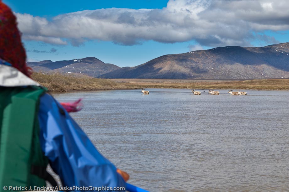 Caribou cross the Nigu river, National Petroleum Reserve Alaska. Canon 5D Mark II, 24-105L IS, (58mm), 1/200 sec @ f/8, ISO 100.