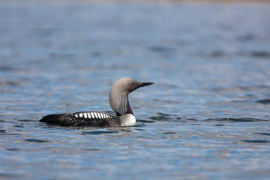 21027979 Pacific loon on a tundra lake, National Petroleum Reserve, Brooks range, Alaska. Canon 1Ds Mark III, 500mm w/2x (1000mm), 1/500 sec @ f/8, ISO 200.