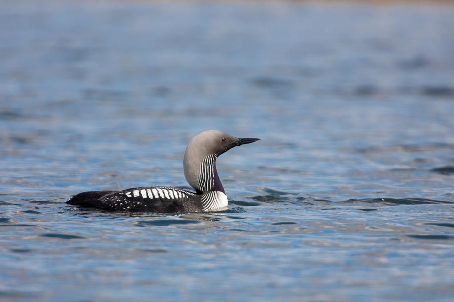 Pacific loon on a tundra lake, National Petroleum Reserve, Brooks range, Alaska. Canon 1Ds Mark III, 500mm w/2x (1000mm), 1/500 sec @ f/8, ISO 200.