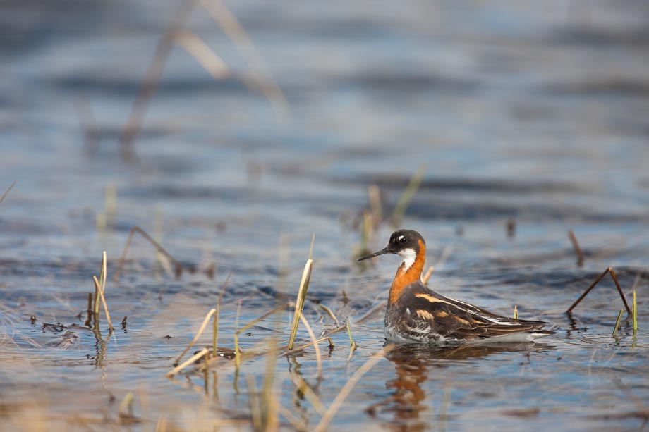 Red-necked phalarope, tundra pond, National Petroleum Reserve, Brooks range, Alaska. Canon 1Ds Mark III, 500mm w/1.4x (700mm), 1/500 sec @ f/6.3, ISO 200.