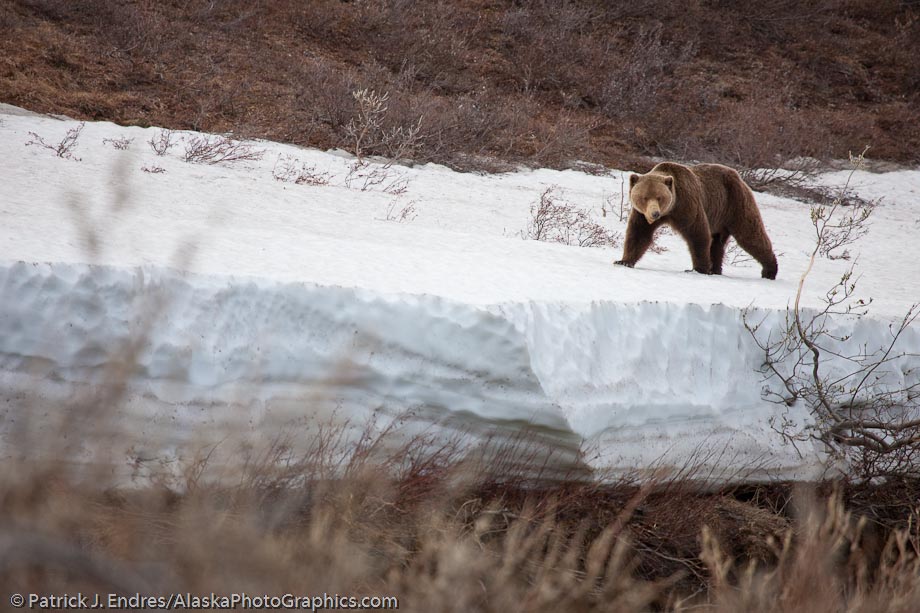 Grizzly bear, National Petroleum Reserve, Brooks range, Alaska. Canon 1Ds Mark III, 100-400 IS, 1/1000 sec @ f/5.6, ISO 400, hand held.