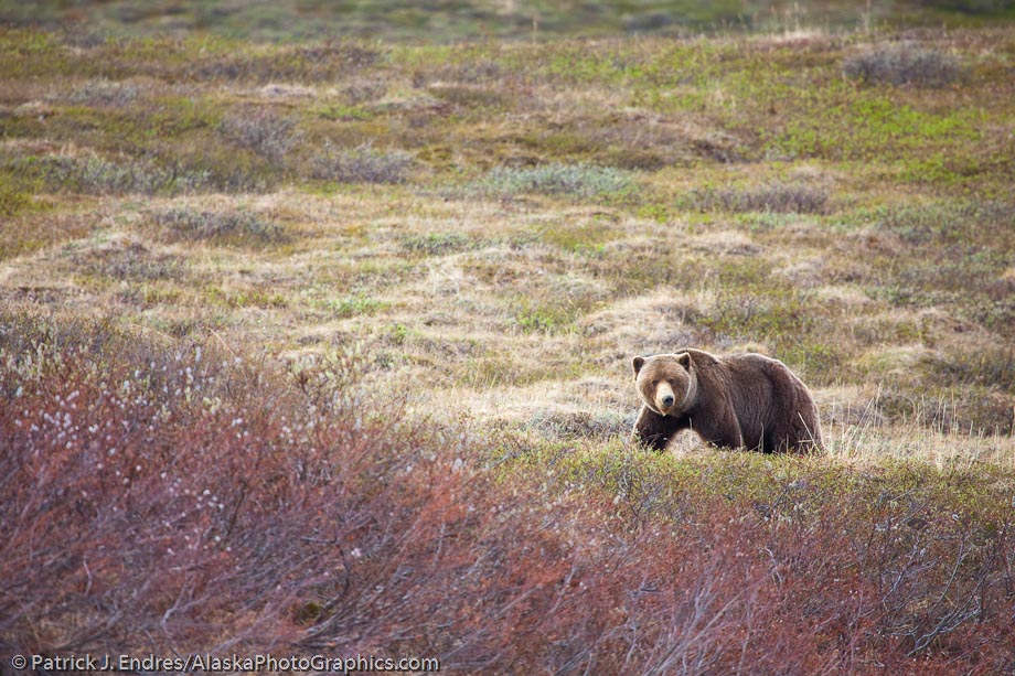 Grizzly bear, National Petroleum Reserve, Brooks range, Alaska. Canon 1Ds Mark III, 100-400 IS, 1/1000 sec @ f/5.6, ISO 400, hand held.