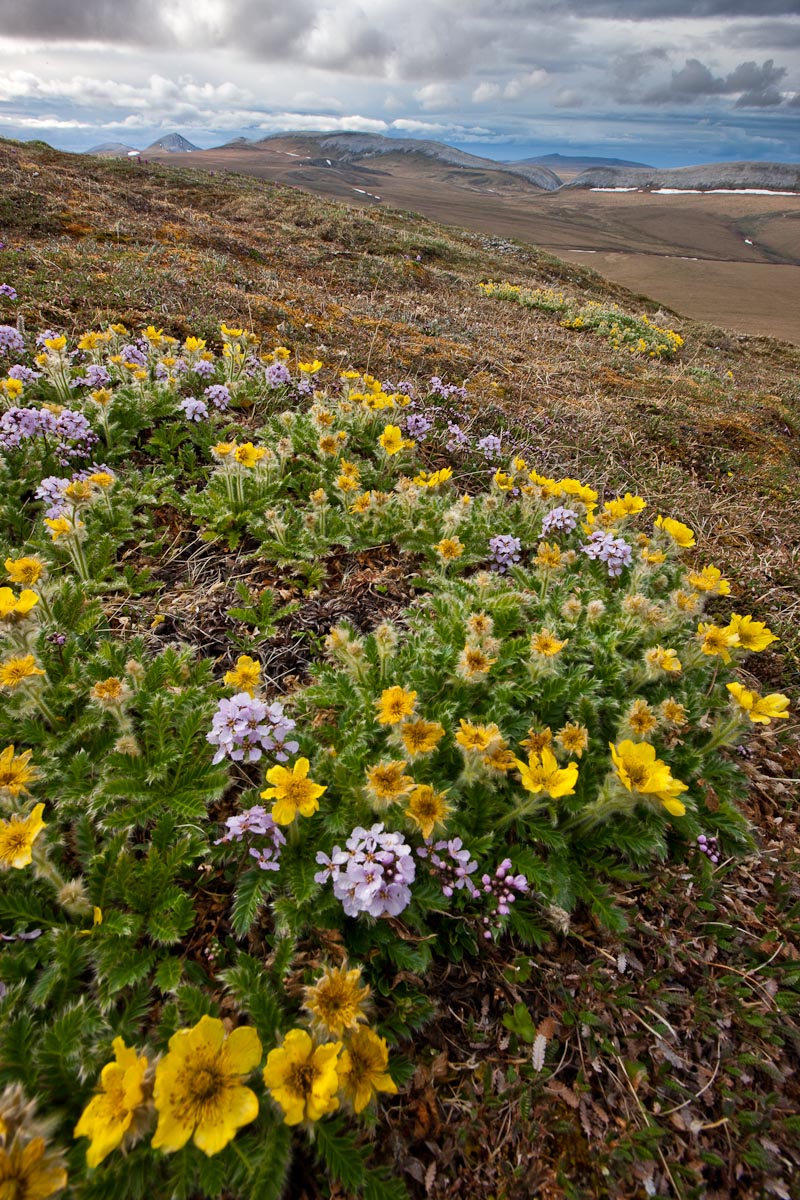 Wildflowers in bloom on the slopes of Puvakrat Mountain along the Etivluk river, National Petroleum Reserve, Alaska. Canon 1Ds Mark III, 16-35mm, 1/40 sec @ f/18, ISO 200.