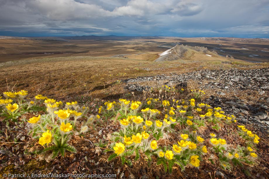 Wildflowers in bloom on the slopes of Puvakrat Mountain along the Etivluk river, National Petroleum Reserve, Alaska. Canon 1Ds Mark III, 16-35mm, 1/30 sec @ f/16, ISO 200.