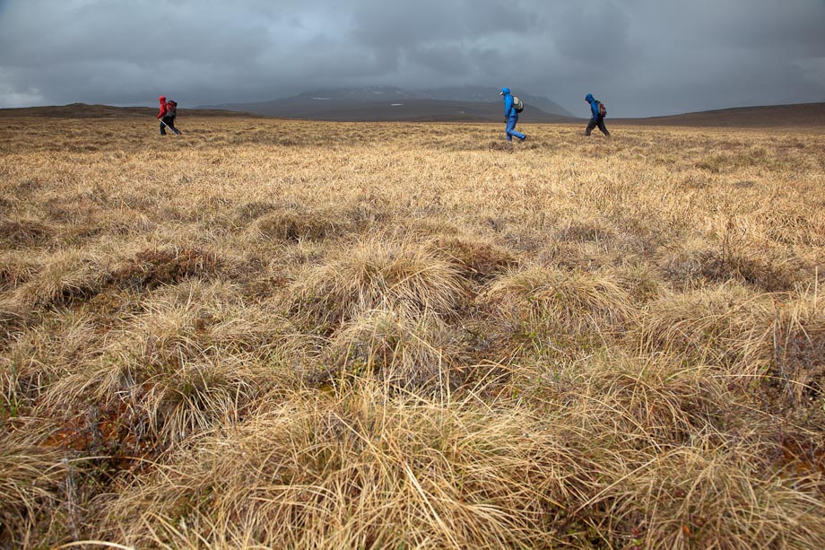 Hiking across tussocks, National Petroleum Reserve, Alaska.