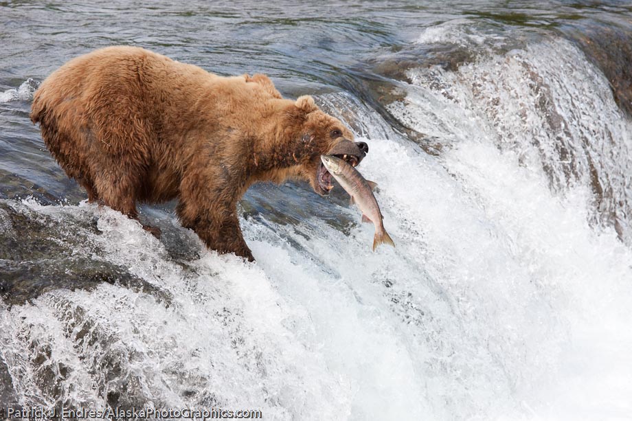 Brown bear, Brooks falls, Katmai National Park, southwest, Alaska.