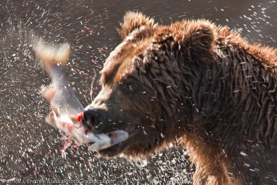 Brown bear lunge fishes for red salmon in the Brooks river, Katmai National Park, southwest, Alaska. Canon 1Ds Mark III, 500mm f4L IS with 1/4x (700mm), 1/125 sec @ f6.3, ISO 200