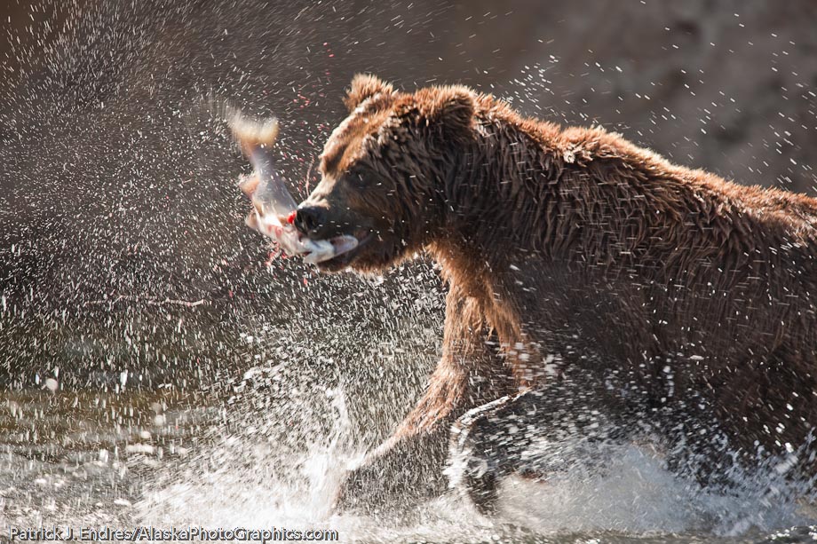 Brown bear lunge fishes for red salmon in the Brooks river, Katmai National Park, southwest, Alaska. Canon 1Ds Mark III, 500mm f4L IS with 1/4x (700mm), 1/125 sec @ f6.3, ISO 200