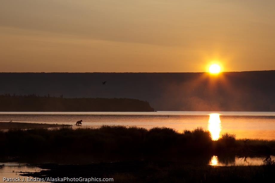 Brown bear at sunrise in the Brooks river, Katmai National Park, southwest, Alaska. Canon 1Ds Mark III, 24-105mm IS, (105mm), 1/125 sec @ f/16, ISO 200