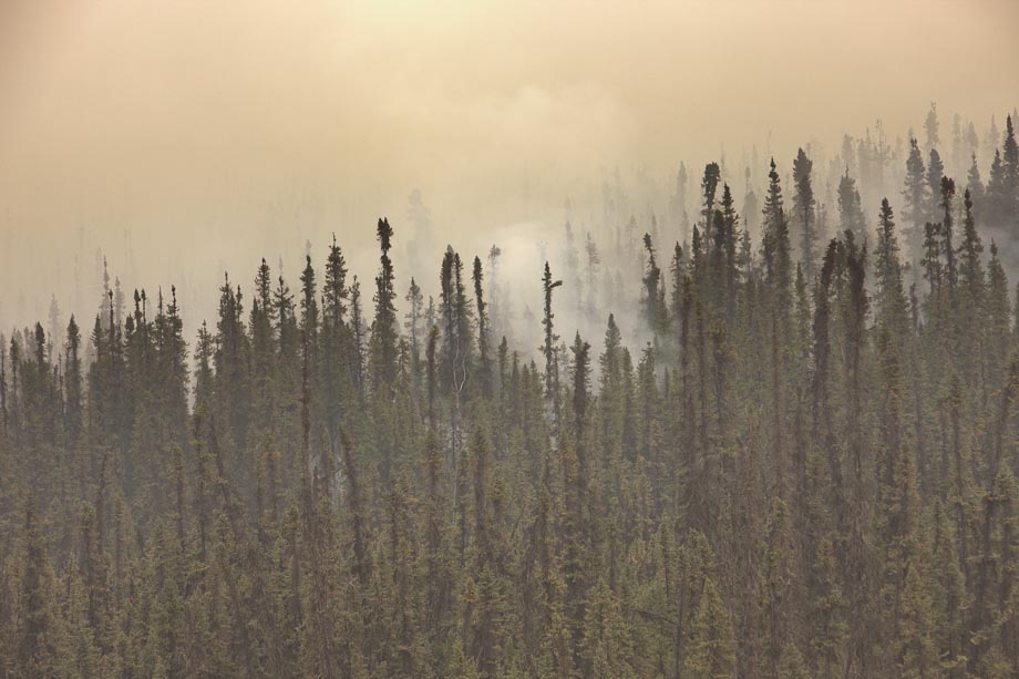Forest fires caused by lightning burn Spruce trees in Alaska's arctic.
