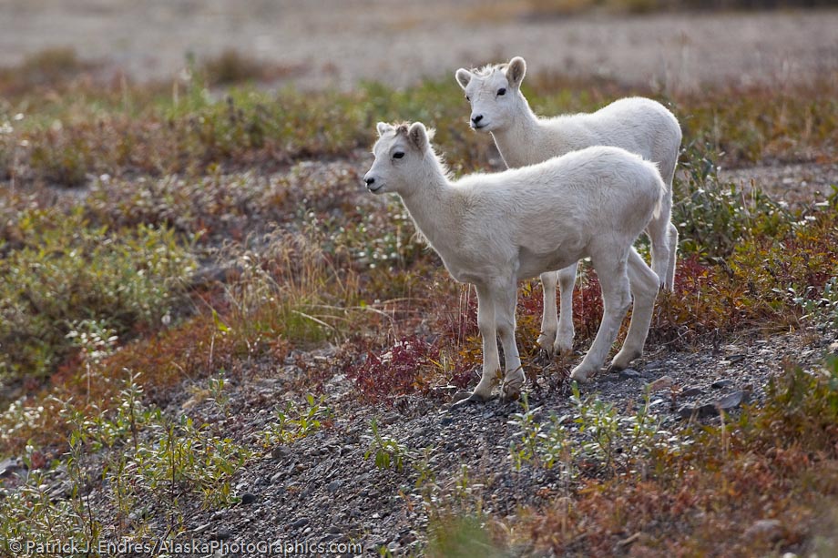 Dall sheep lambs, Atigun pass, Brooks range mountains, arctic, Alaska. Canon 5D Mark II, 500mm f/4L, 1/800 sec @ f/5.6, ISO 400