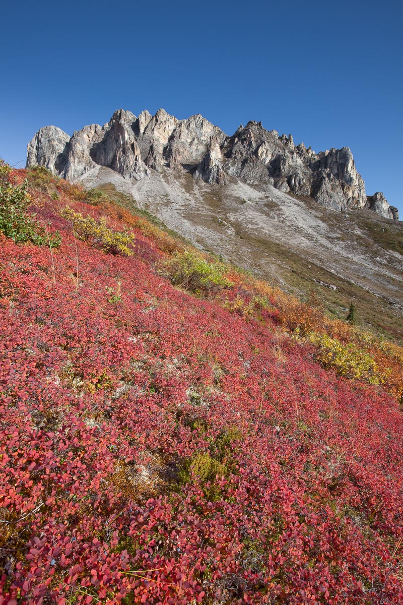 Blueberry and autumn tundra at the base of Snowden mountain, Brooks range mountains, arctic, Alaska.