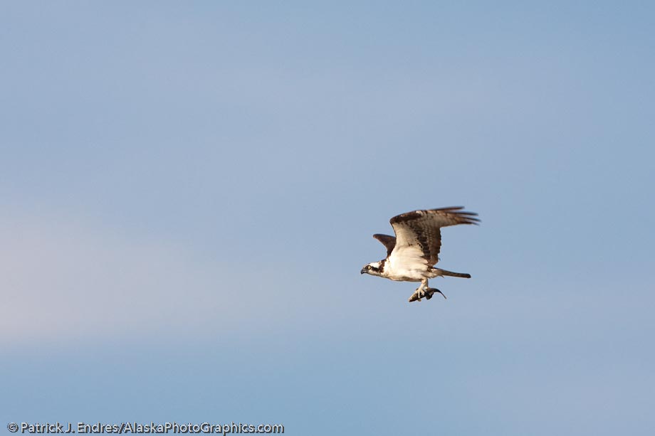 Osprey in flight, Katmai National Park, southwest, Alaska. Canon 500mm, 1/640 sec @ f/7.1, ISO 400.