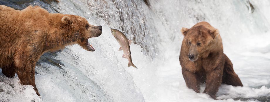 Brown bear catches red salmon, Brooks falls, Katmai National Park, Alaska. Canon 500mm, 1/800 sec @ f/8, ISO 400.