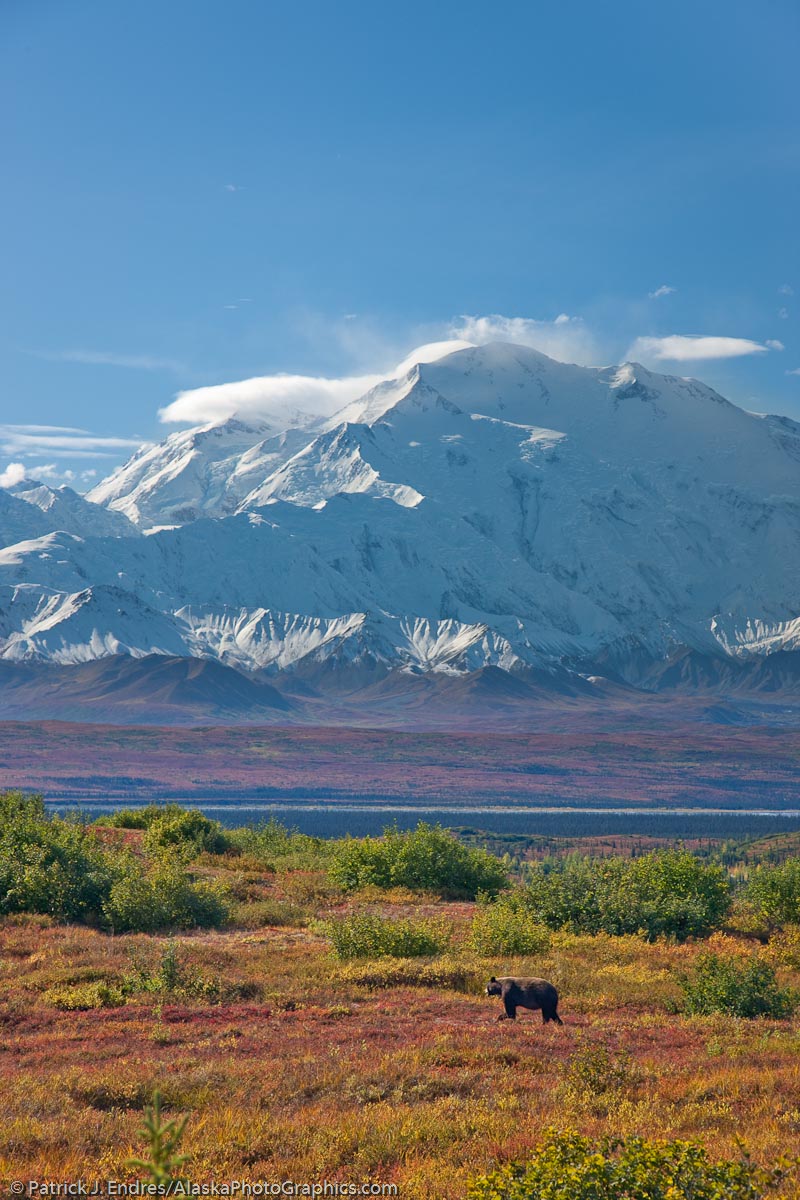 Grizzly bear and Mt. McKinley, Denali National Park, Alaska. Canon 1Ds Mark III, 24-105mm, (105mm) 1/160 sec @ f/8, ISO 200, polarizing filter.