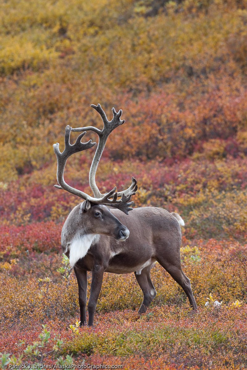Bull caribou in the autumn tundra, Denali Naitonal Park, Alaska. Canon 1Ds Mark III, 500mm f/4L IS, 1/100 sec @ f/6.3, ISO 400.