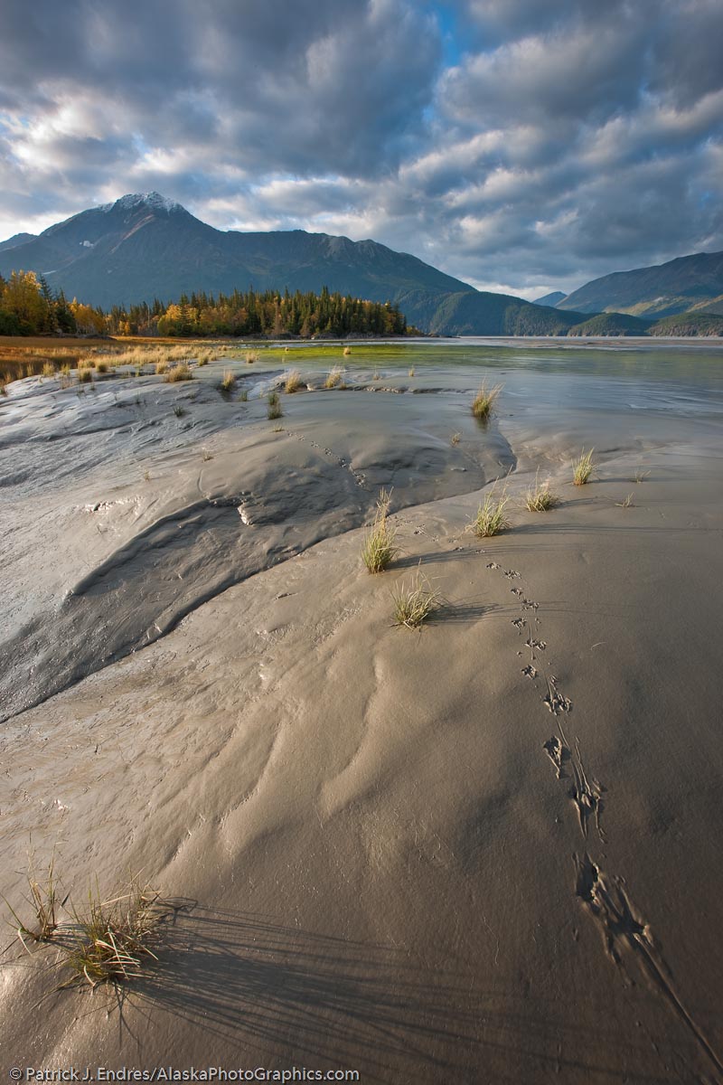 Animal tracks along the Turnagain Arm tidal mud flats and marsh grasses, Chugach mountains, Chugach National Forest, southcentral, Alaska. Canon 1Ds Mark III, 16-35mm (16mm), 1/5 sec @ f/18, ISO 50