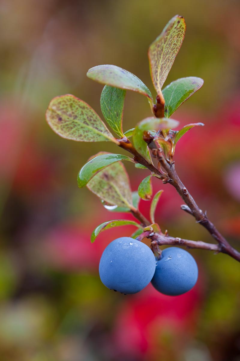 Blueberry and autumn tundra, Denali National Park, Alaska. Canon 5D Mark II, 100mm macro, 1/40 sec @ f/5.6, ISO 100.