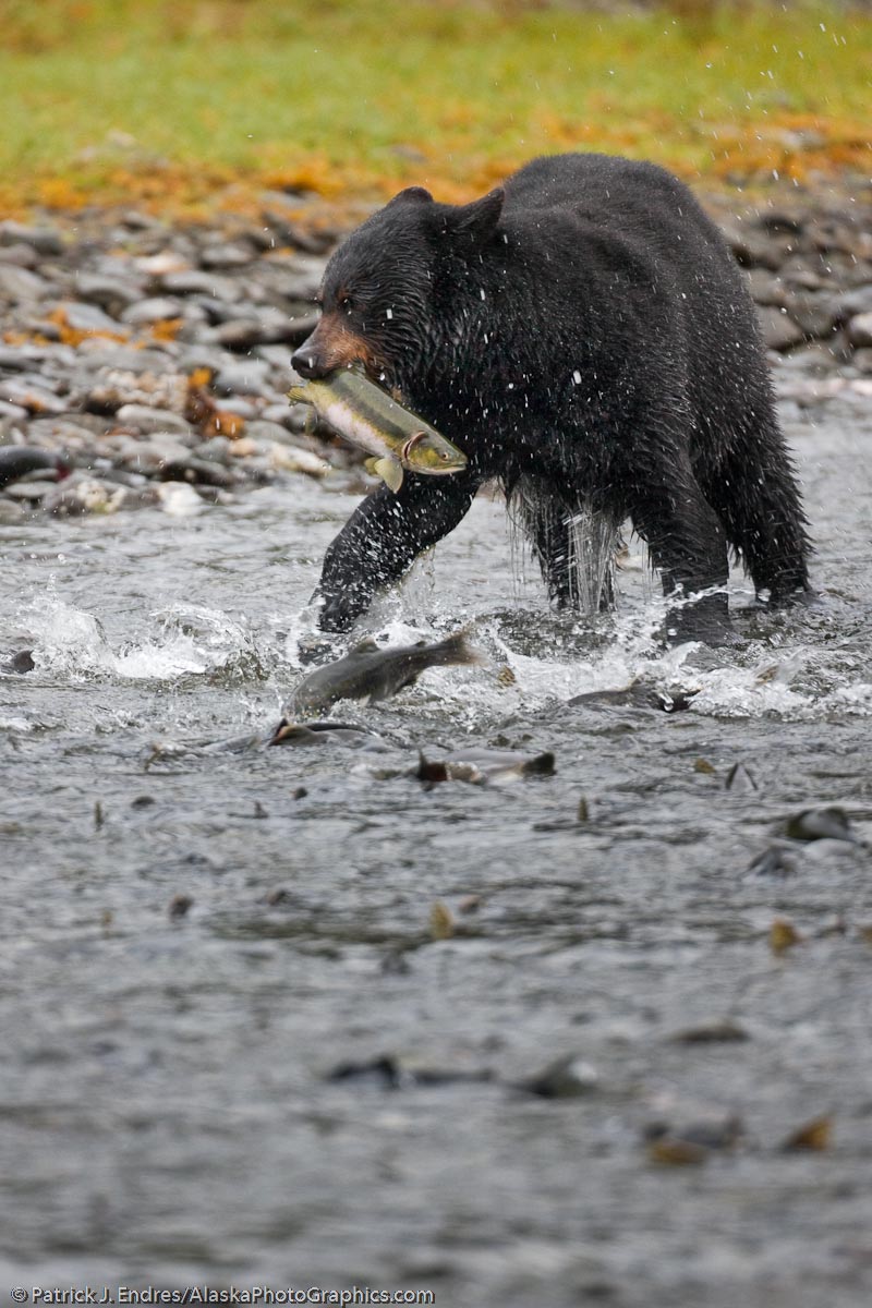 Black bear fishing for pink salmon in a stream in Prince William Sound, Alaska. Canon 1Ds Mark III, 500mm, 1/250 sec @ f/4, ISO 800.