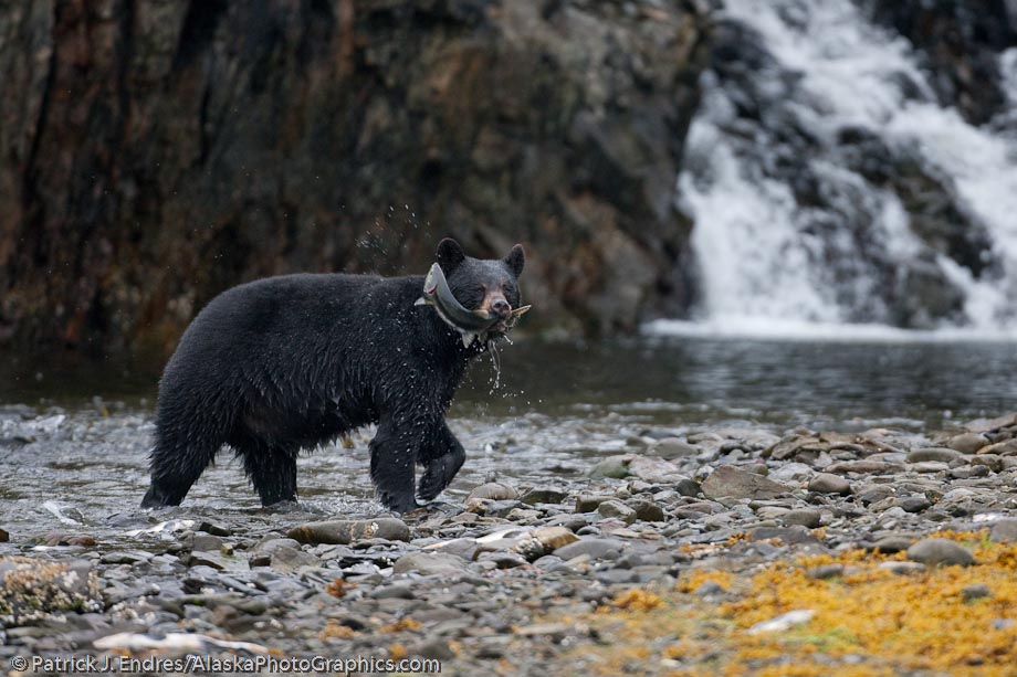 Black bear fishing for pink salmon in a stream in Prince William Sound, Alaska. Canon 1Ds Mark III, 500mm, 1/250 sec @ f/4, ISO 800.