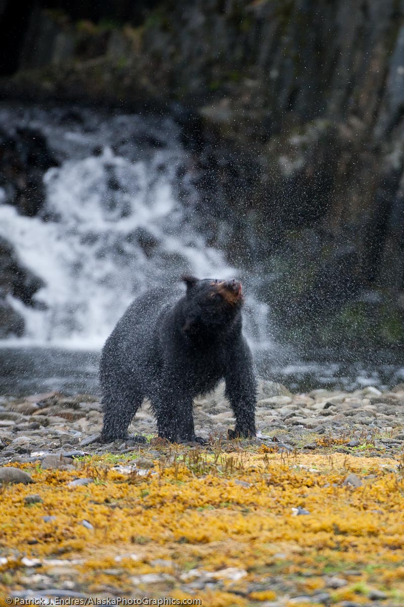 Black bear fishing for pink salmon in a stream in Prince William Sound, Alaska. Canon 1Ds Mark III, 500mm, 1/250 sec @ f/4, ISO 800.