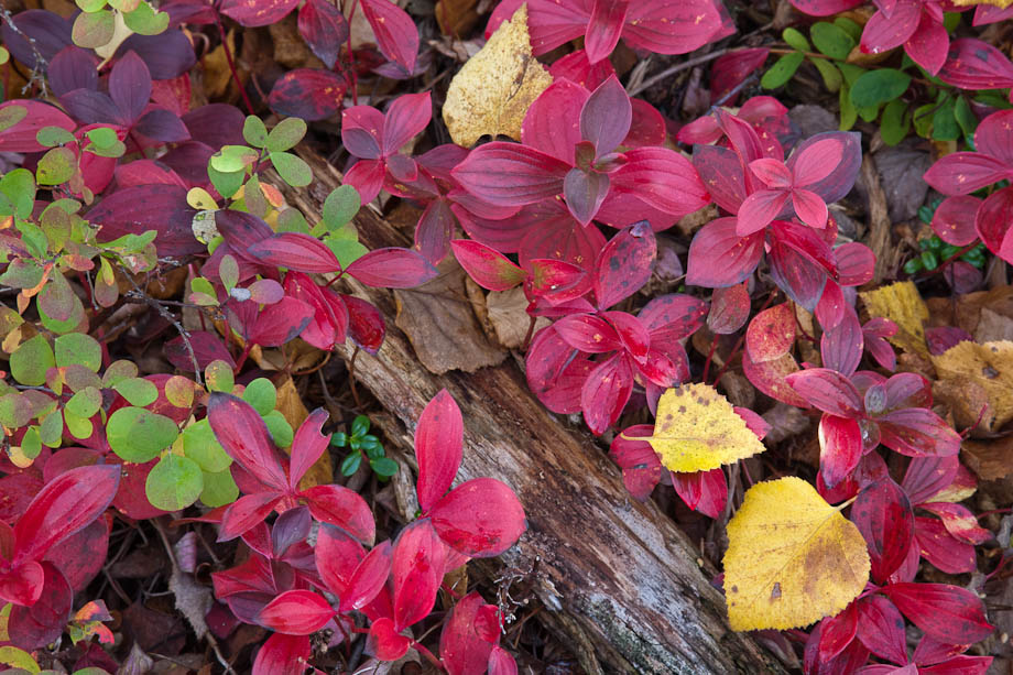 Dwarf dogwood, blueberry and birch leaves in the boreal forest surrounding the X - Y lakes near Talkeetna, Alaska. Canon 1Ds Mark III, 24-105mm (97mm), 0.8 sec @ f/16, ISO 50.