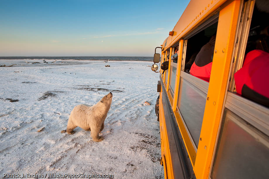 Young polar bear, Barter Island, Alaska. Canon 1Ds Mark III, 16-35mm, (16mm), 1/50 sec @ f/7.1, ISO 200