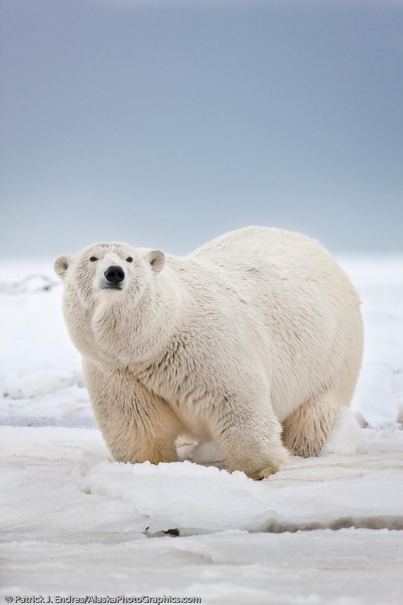 Female polar bear along the snowy shore of a barrier island along Alaska's arctic coast of the Beaufort Sea, Arctic National Wildlife Refuge. Canon 1Ds Mark III, 500mm f/4L IS, 1/320 sec @ f/5.6, ISO 800, handheld.