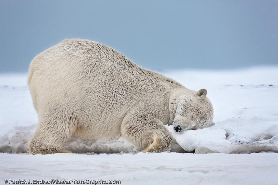 Female polar bear rubs in the snow on an island in the Beaufort Sea, Arctic Alaska. Canon 1Ds Mark III, 500mm f/4L, 1/320 sec @ f/6.3, ISO 800.