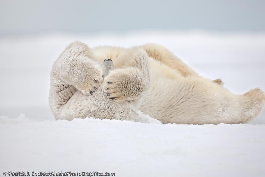 Polar bear cleans its fur by rolling in the snow. Barrier island off Alaska's arctic coast, Arctic National Wildlife Refuge. Canon 1Ds Mark III, 500mm f/4L IS, 1/320 sec @ f/5.6, ISO 800