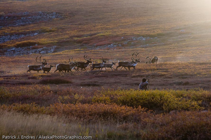 Bow hunter shoots bull caribou on Alaska's arctic coastal plains. Exposure adjusted in Lightroom by +2.35 stops! Canon 1D Mark III, 70-200mm f/2.8L, 1/320 sec @ f/5.6, ISO 100.