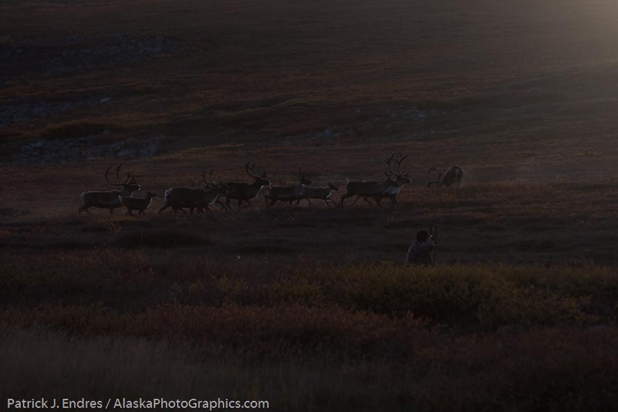 Bow hunter shoots bull caribou on Alaska's arctic coastal plains.