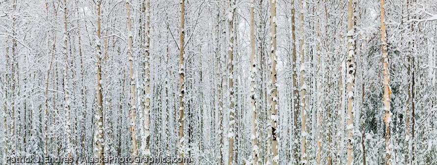 Snowy birch trees in Fairbanks, Alaska. Panorama stitch from 4 files. 