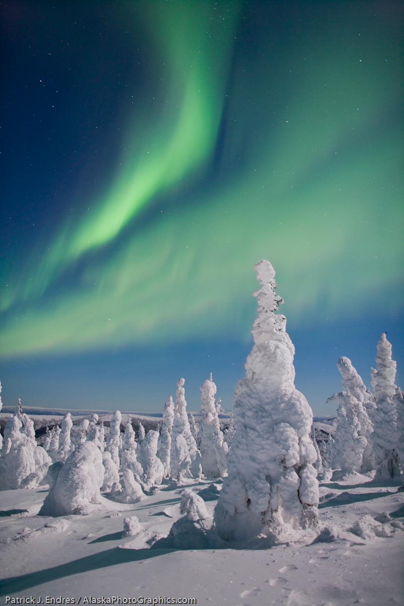 Full moonlight casts a strong shadow in this scene, and the wintery conditions, well lit, offer a interesting feel to a dark, silhouetted forest of trees. Aurora borealis over a snow loaded boreal forest of Spruce trees.