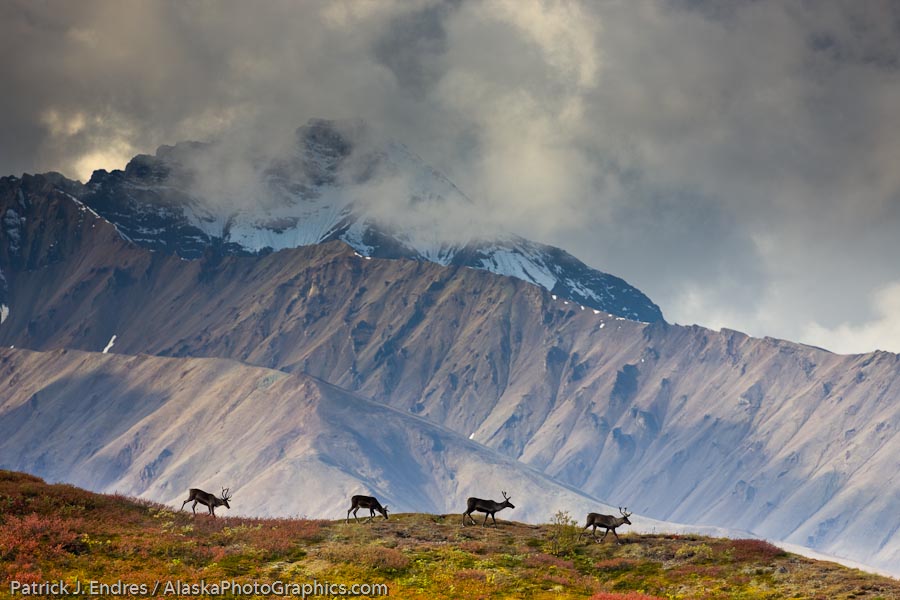 Bull caribou travel across a mountain ridge in the Alaska range mountains, Denali National Park, interior, Alaska.