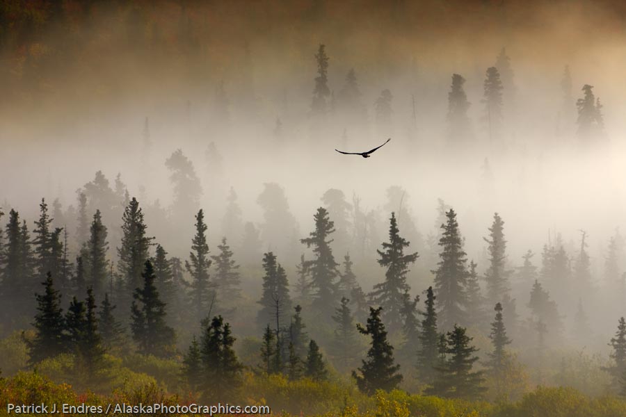 Raven flys through spruce trees in the morning fog, Denali National Park, interior, Alaska.